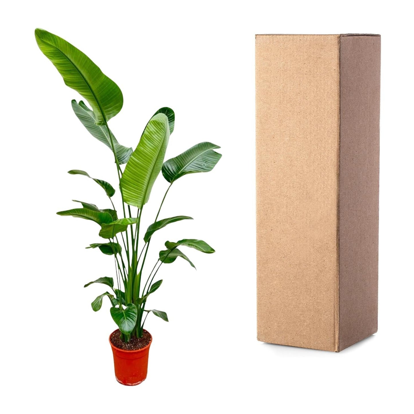 Strelitzia Nicolai - 180-210 cm - Forestbloom