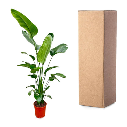 Strelitzia Nicolai - 180-210 cm - Forestbloom