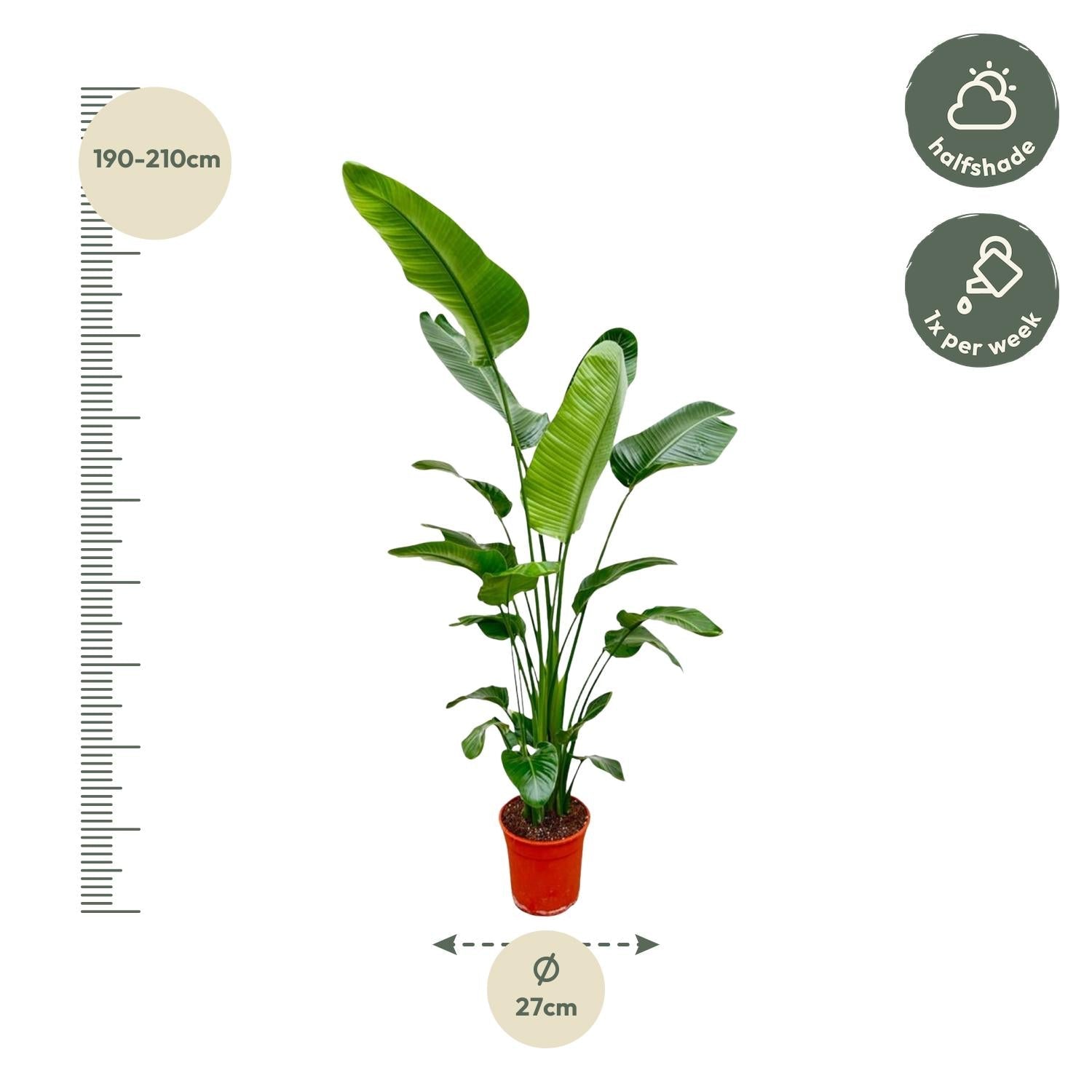 Strelitzia Nicolai - 180-210 cm - Forestbloom