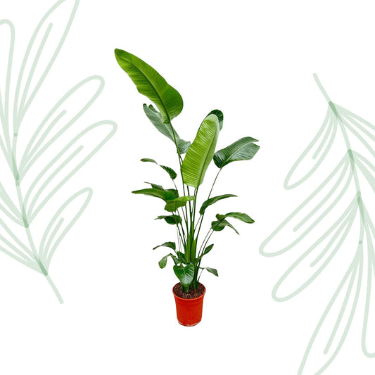 Strelitzia Nicolai - 180-210 cm - Forestbloom