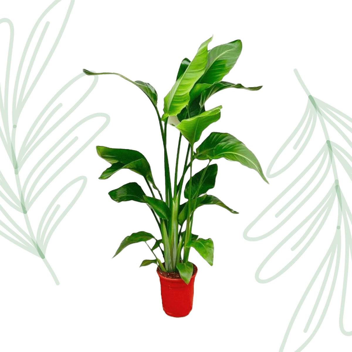 Strelitzia Nicolai - 70-90 cm - Forestbloom