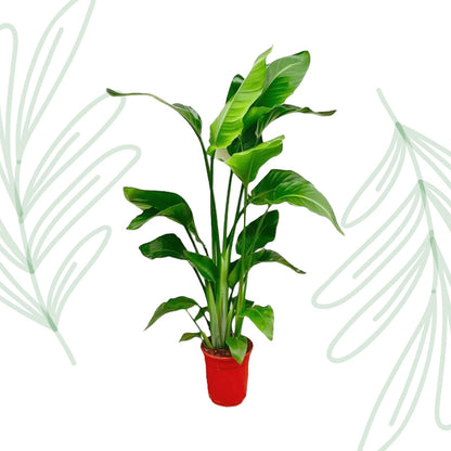 Strelitzia Nicolai - 70-90 cm - Forestbloom