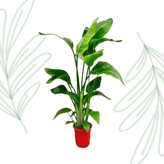 Strelitzia Nicolai - 70-90 cm - Forestbloom