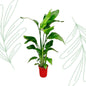 Strelitzia Nicolai - 70-90 cm - Forestbloom