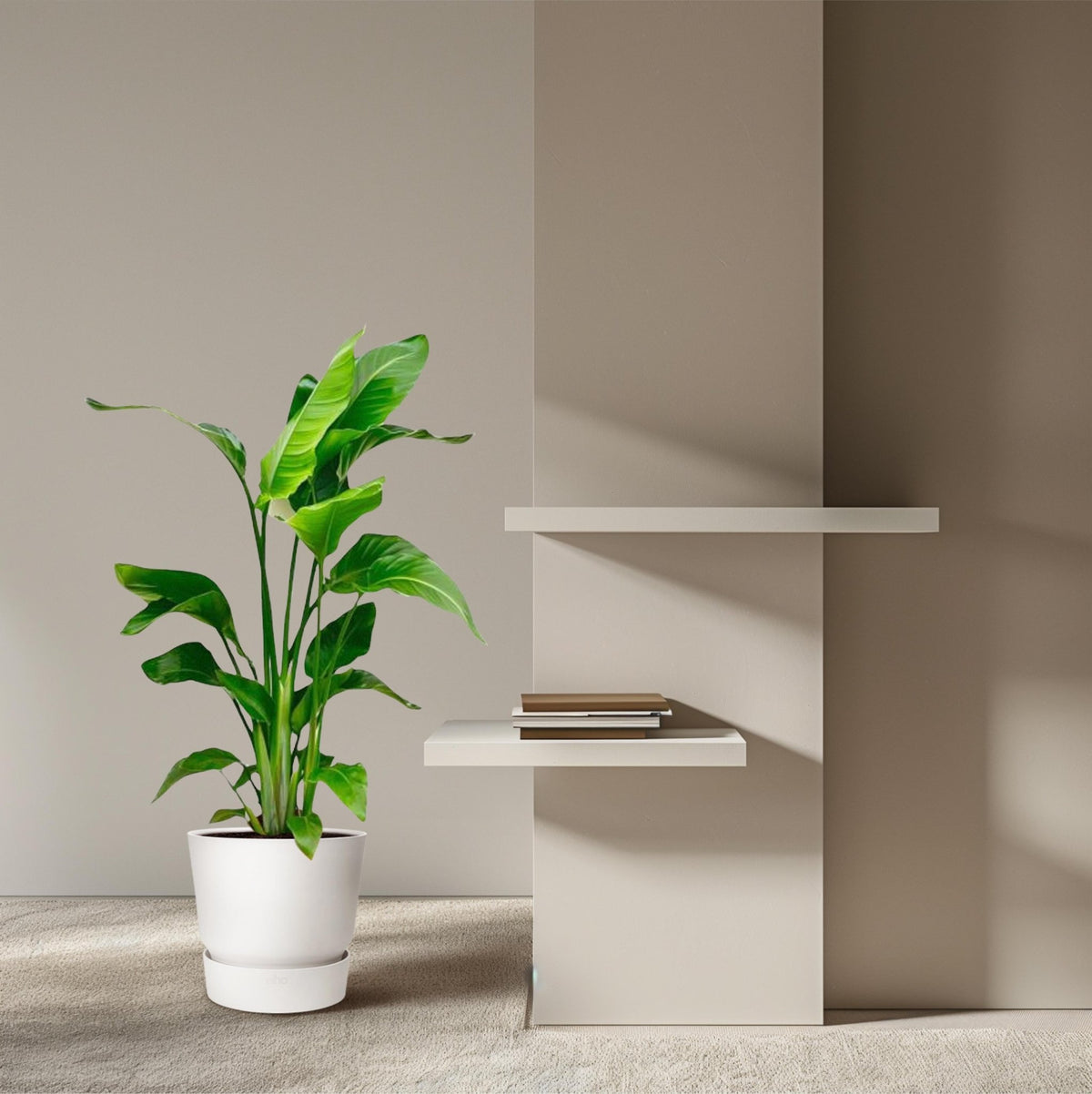 Strelitzia Nicolai - 70-90 cm - Forestbloom