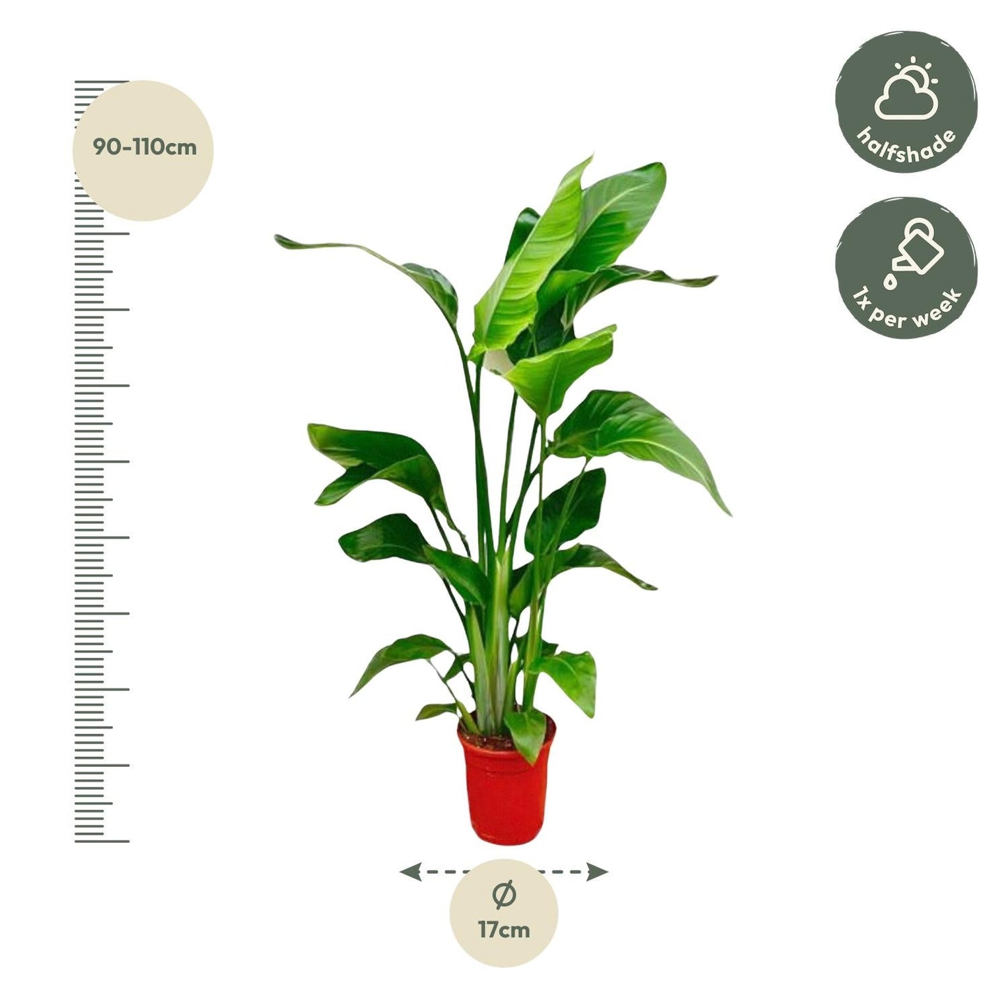 Strelitzia Nicolai - 70-90 cm - Forestbloom