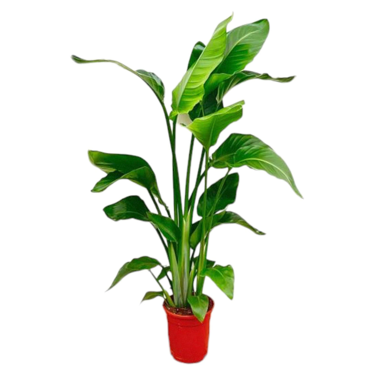 Strelitzia Nicolai - 70-90 cm - Forestbloom
