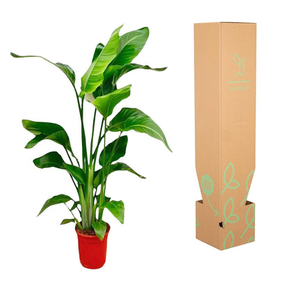 Strelitzia Nicolai - 70-90 cm - Forestbloom