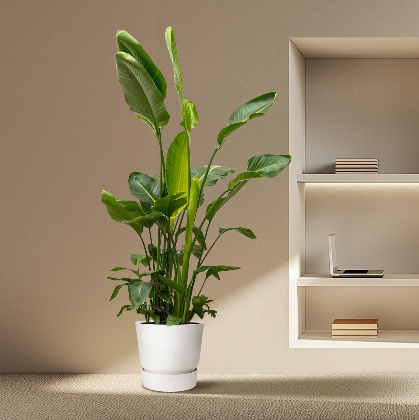 Strelitzia Nicolai de luxe XXL - 250 cm - Forestbloom