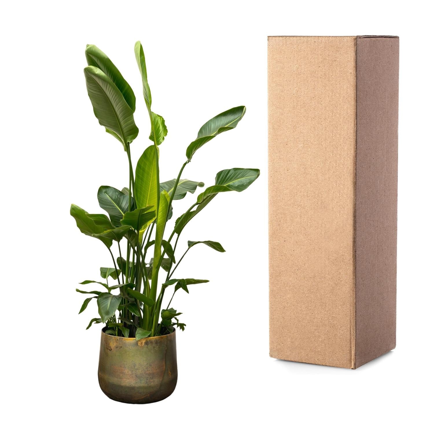 Strelitzia Nicolai de luxe XXL - 250 cm - Forestbloom