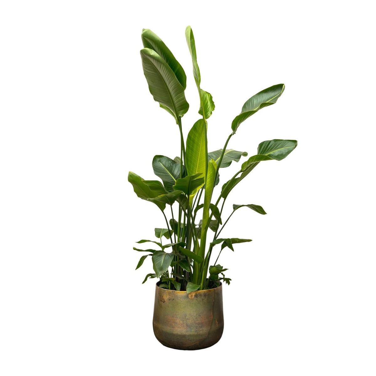 Strelitzia Nicolai de luxe XXL - 250 cm - Forestbloom
