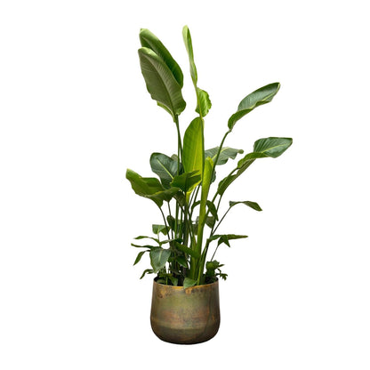 Strelitzia Nicolai de luxe XXL - 250 cm - Forestbloom