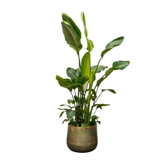 Strelitzia Nicolai de luxe XXL - 250 cm - Forestbloom