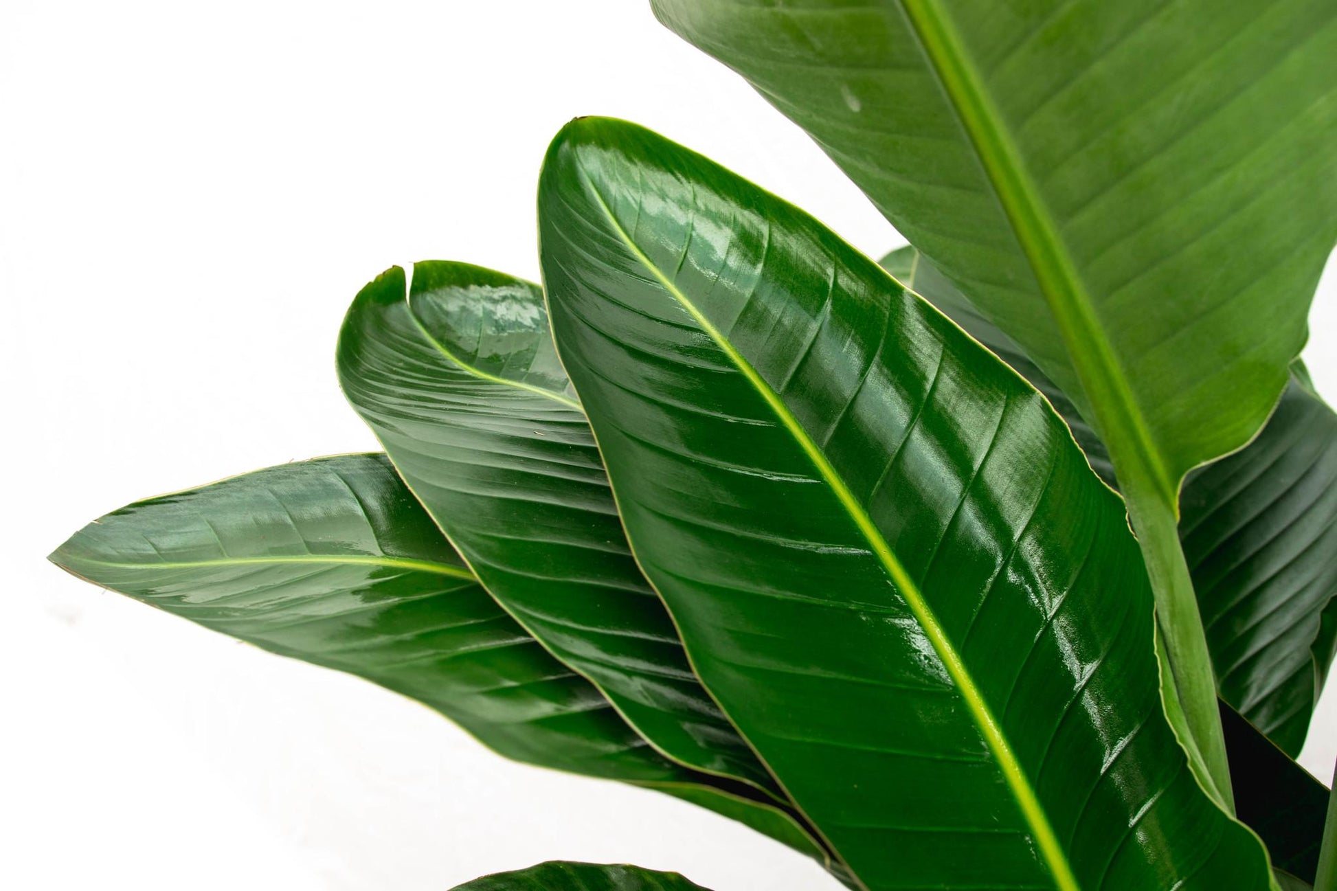 Strelitzia Nicolai de luxe XXL - 250 cm - Forestbloom
