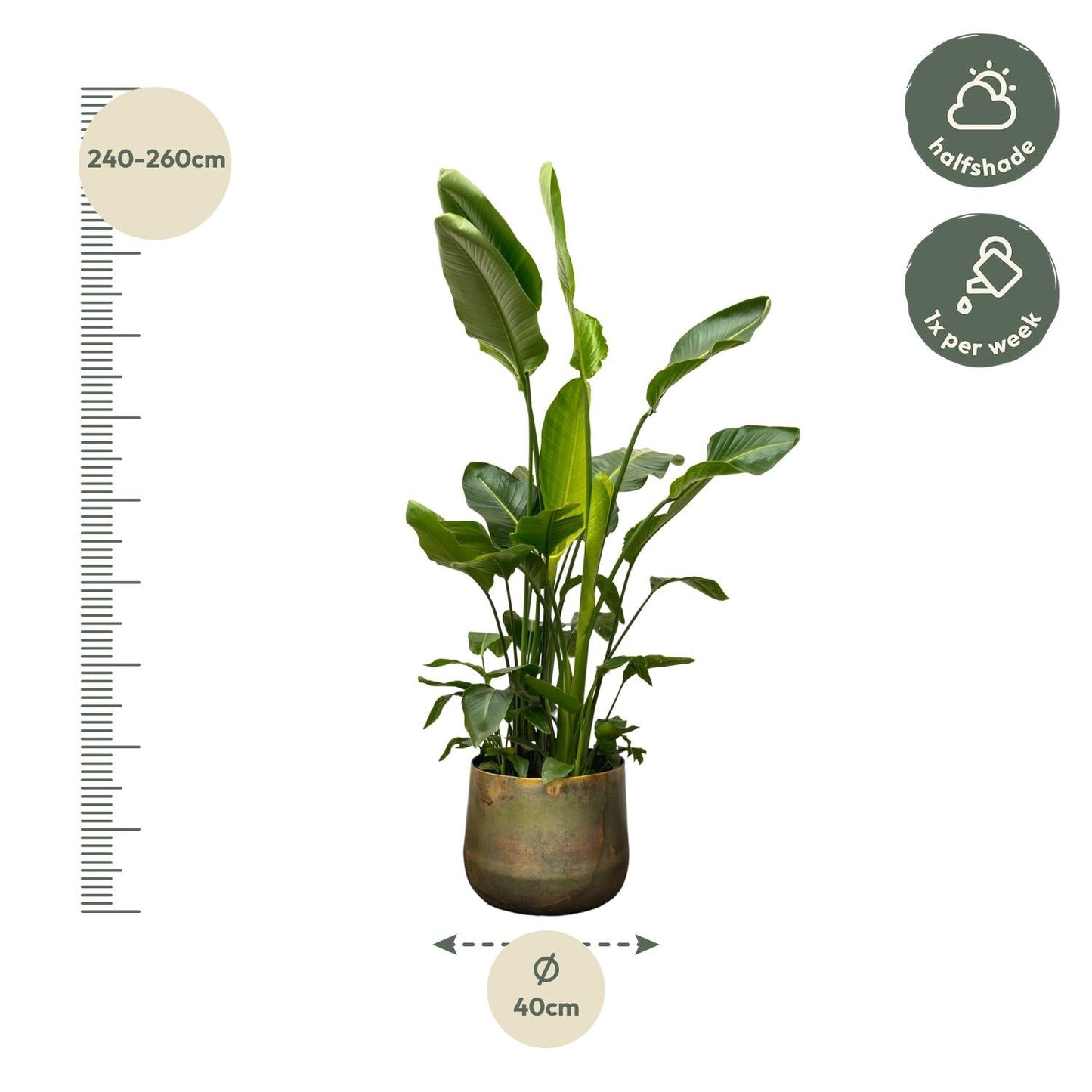 Strelitzia Nicolai de luxe XXL - 250 cm - Forestbloom