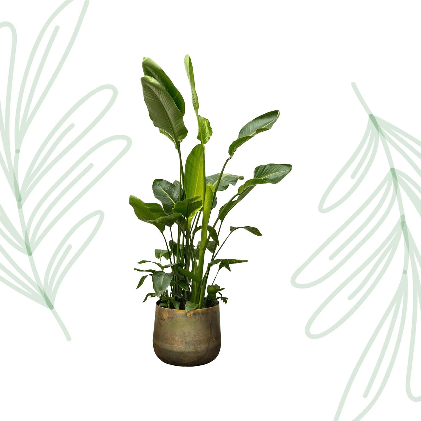 Strelitzia Nicolai de luxe XXL - 250 cm - Forestbloom