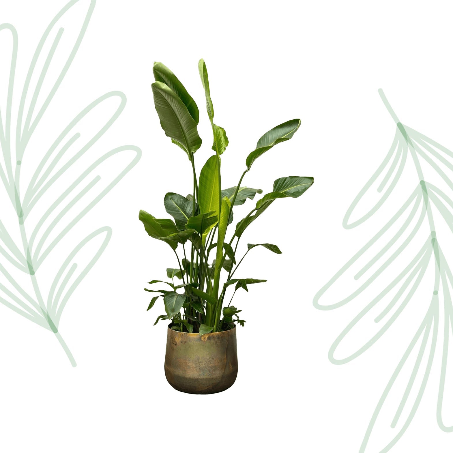 Strelitzia Nicolai de luxe XXL - 250 cm - Forestbloom