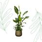 Strelitzia Nicolai de luxe XXL - 250 cm - Forestbloom