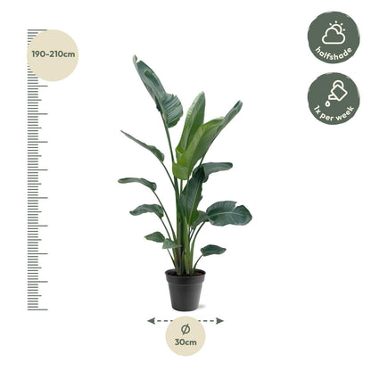 Strelitzia Nicolai XXL - 190-225 cm - Forestbloom