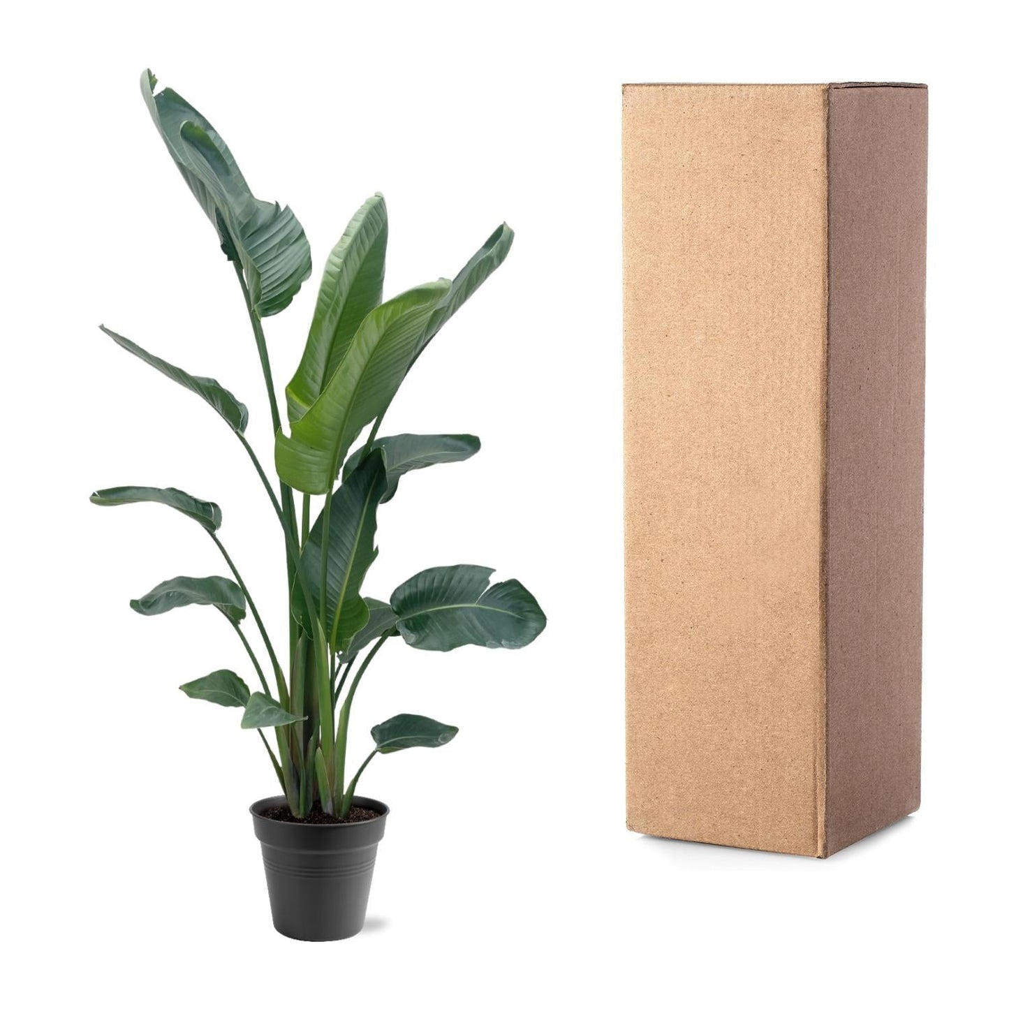 Strelitzia Nicolai XXL - 190-225 cm - Forestbloom
