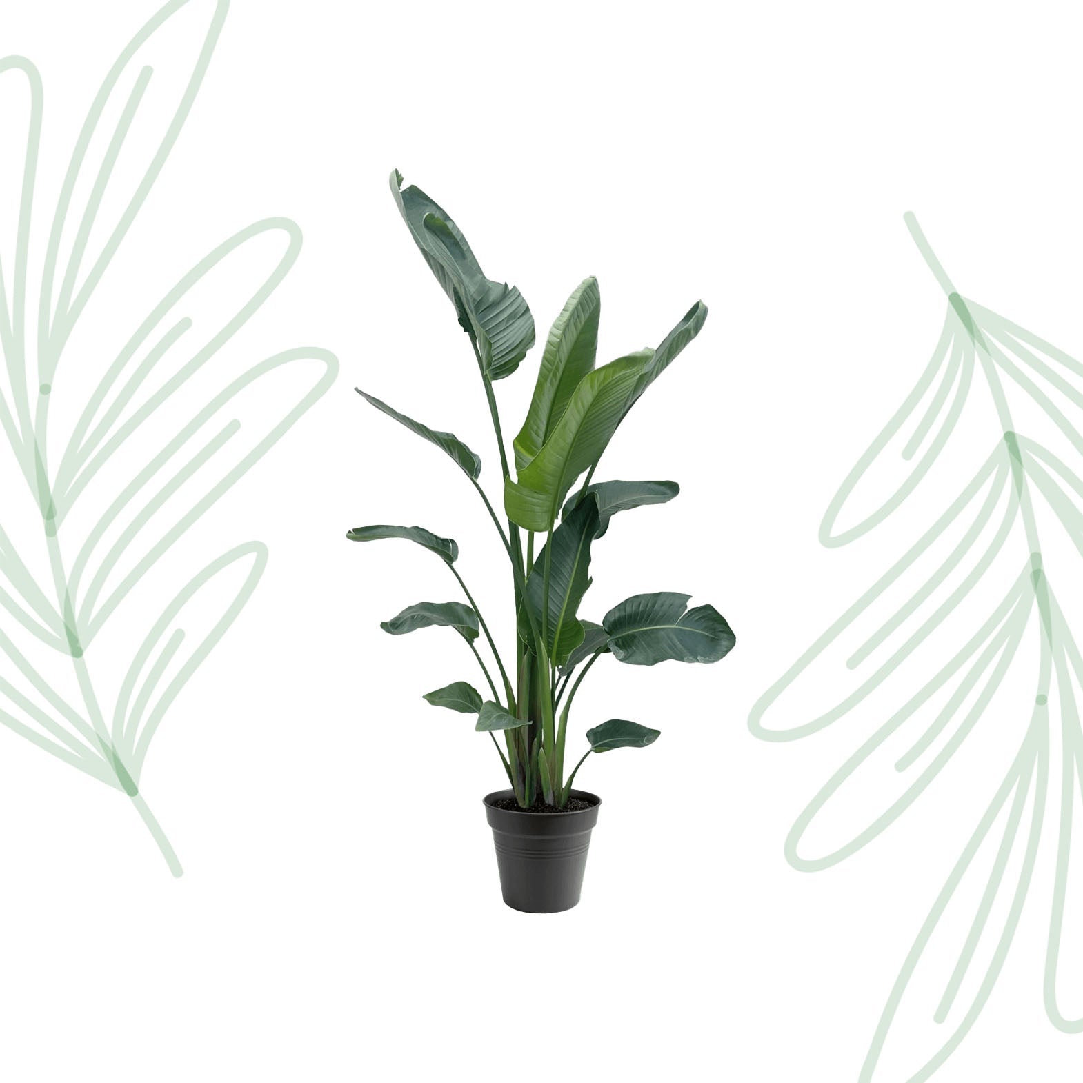 Strelitzia Nicolai XXL - 190-225 cm - Forestbloom