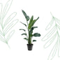 Strelitzia Nicolai XXL - 190-225 cm - Forestbloom