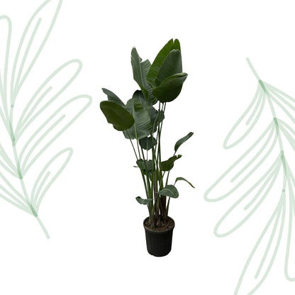 Strelitzia Nicolai XXL - 250 cm - Forestbloom