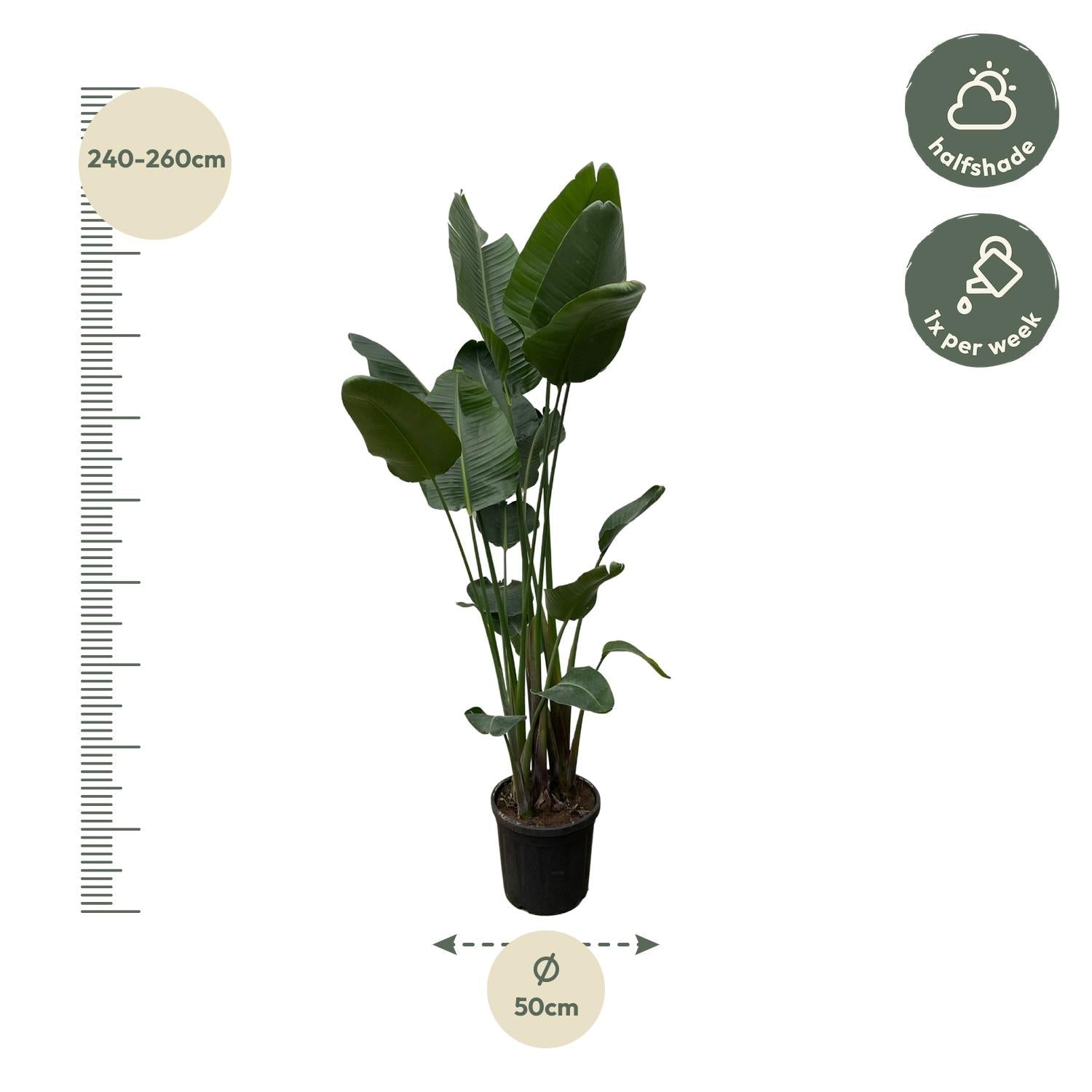 Strelitzia Nicolai XXL - 250 cm - Forestbloom