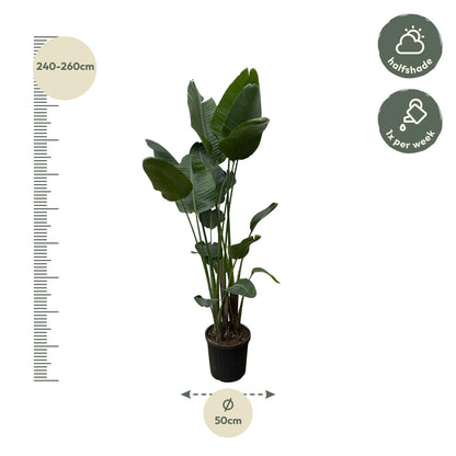 Strelitzia Nicolai XXL - 250 cm - Forestbloom