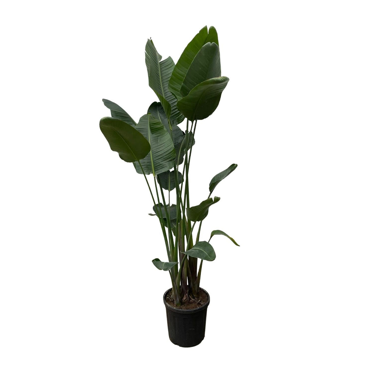 Strelitzia Nicolai XXL - 250 cm - Forestbloom