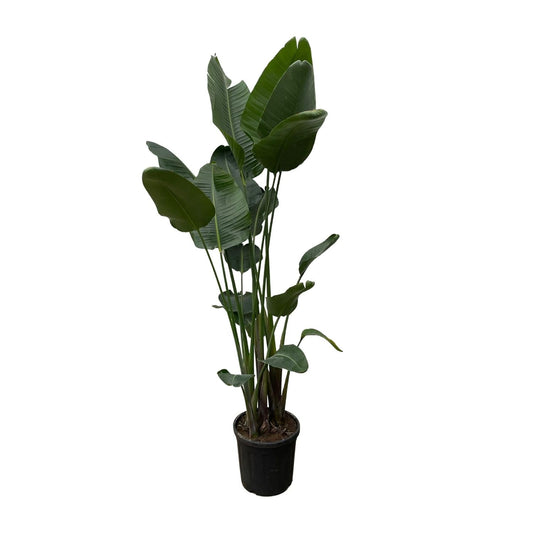 Strelitzia Nicolai XXL - 250 cm - Forestbloom