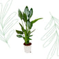 Strelitzia Reginae - 100 cm - Forestbloom