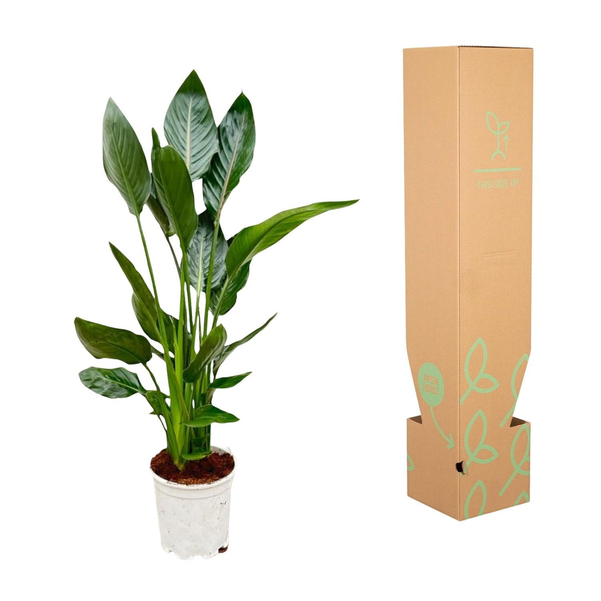 Strelitzia Reginae - 100 cm - Forestbloom