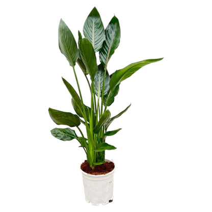 Strelitzia Reginae - 100 cm - Forestbloom