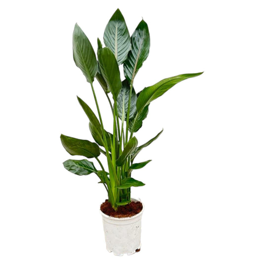 Strelitzia Reginae - 100 cm - Forestbloom