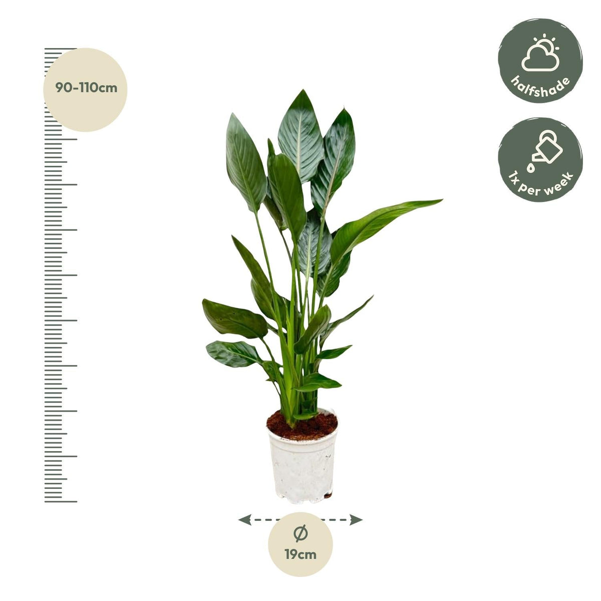 Strelitzia Reginae - 100 cm - Forestbloom