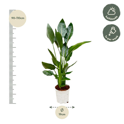 Strelitzia Reginae - 100 cm - Forestbloom