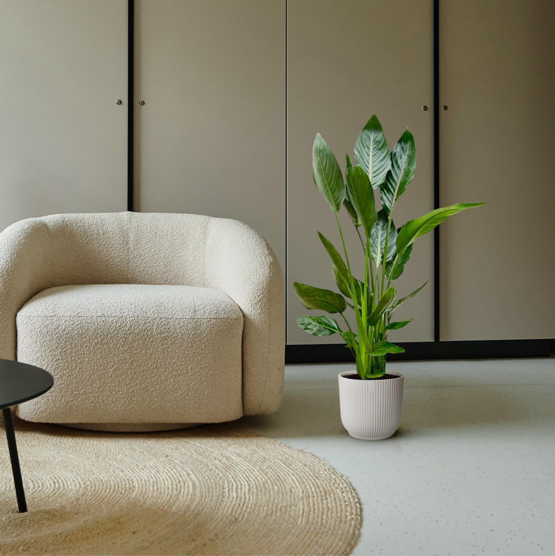 Strelitzia Reginae - 100 cm - Forestbloom