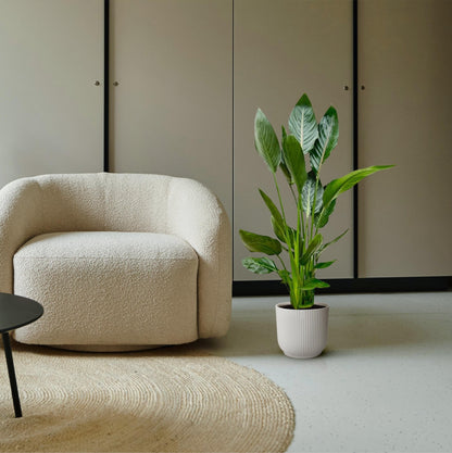 Strelitzia Reginae - 100 cm - Forestbloom