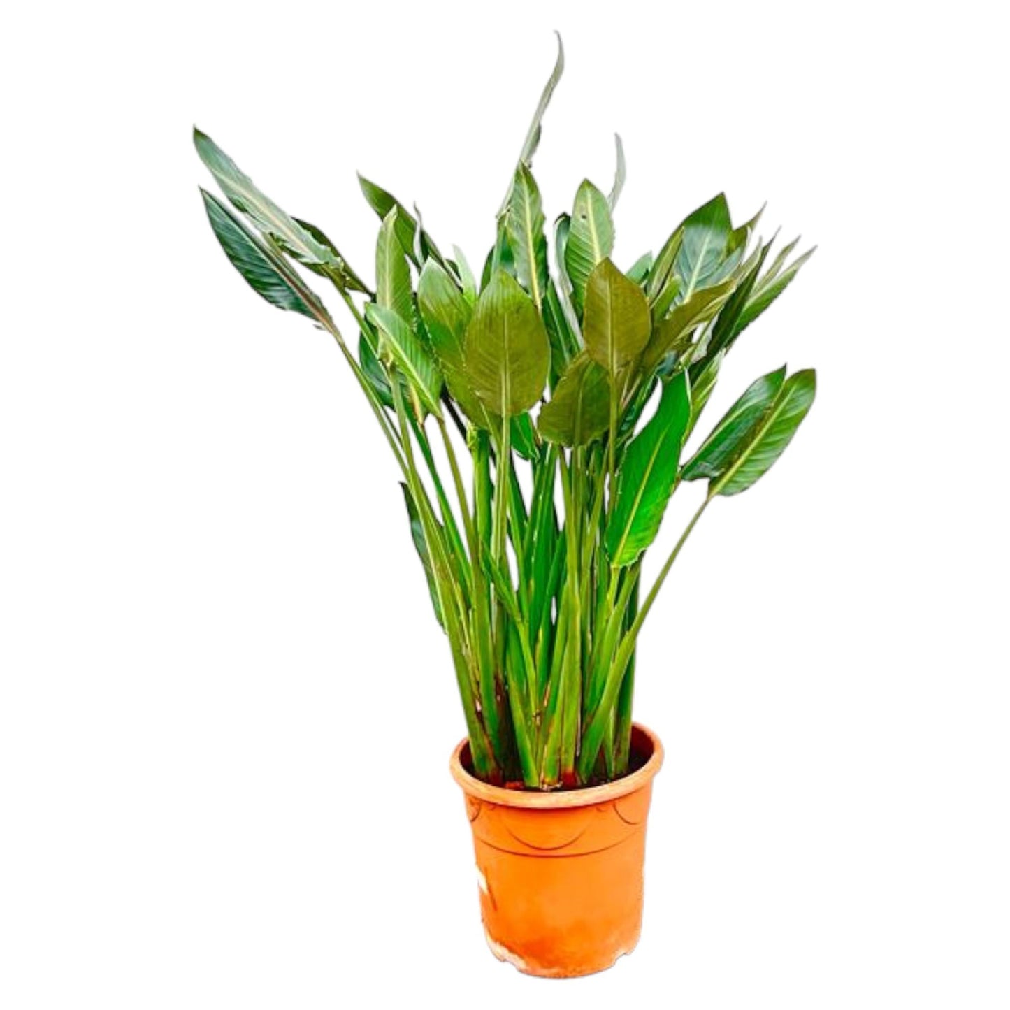 Strelitzia Reginae XL - 160 cm - Forestbloom