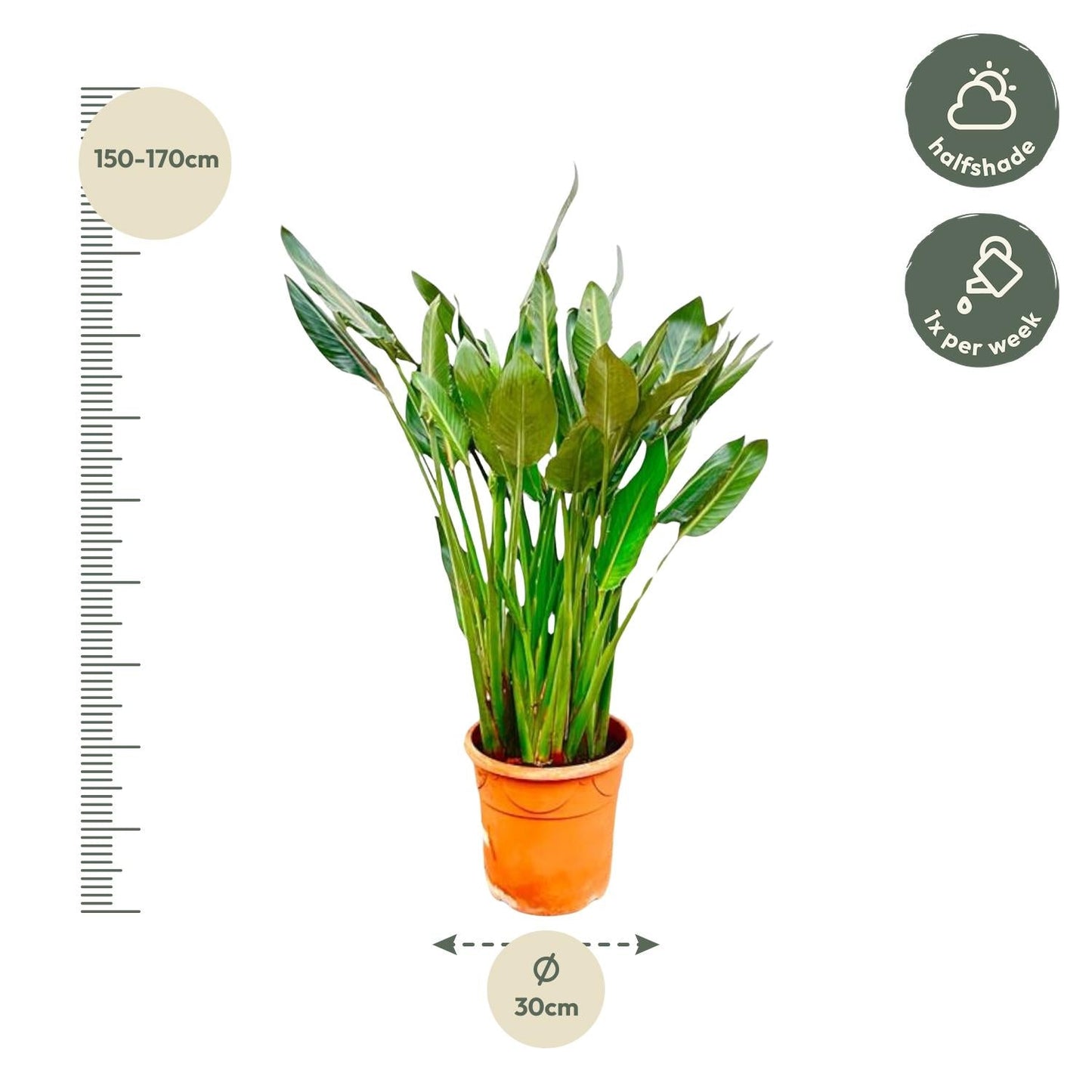 Strelitzia Reginae XL - 160 cm - Forestbloom
