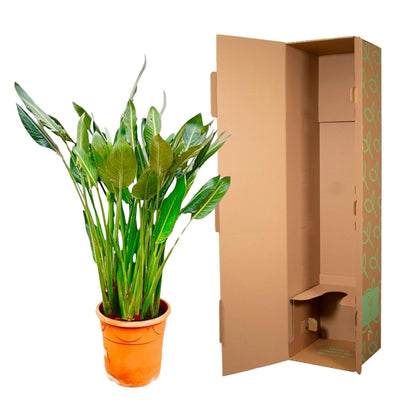 Strelitzia Reginae XL - 160 cm - Forestbloom