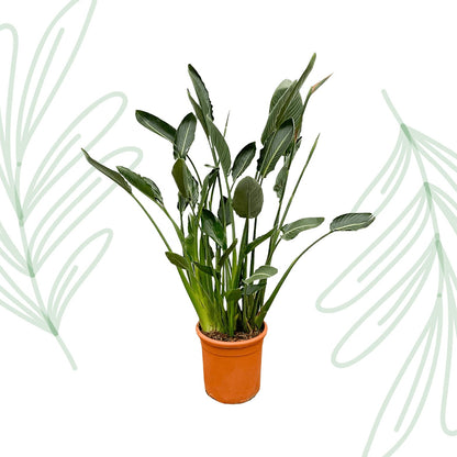 Strelitzia Reginae XL - 160 cm - Forestbloom