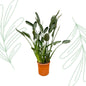 Strelitzia Reginae XL - 160 cm - Forestbloom