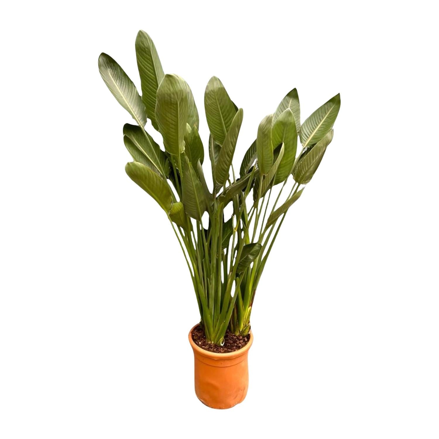 Strelitzia Reginae XXL - 200 cm - Forestbloom