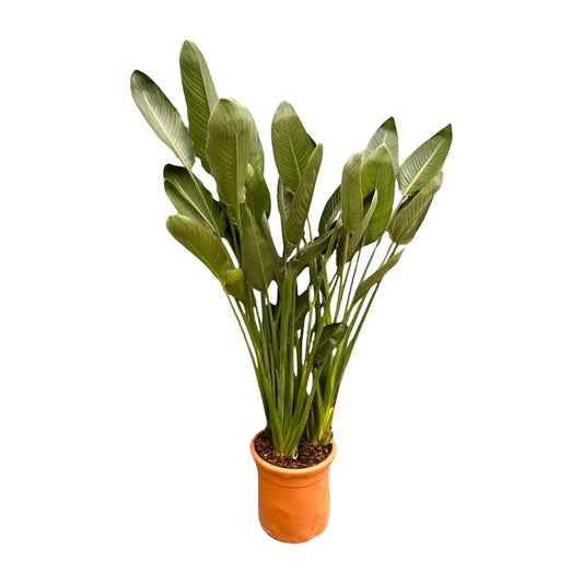 Strelitzia Reginae XXL - 200 cm - Forestbloom