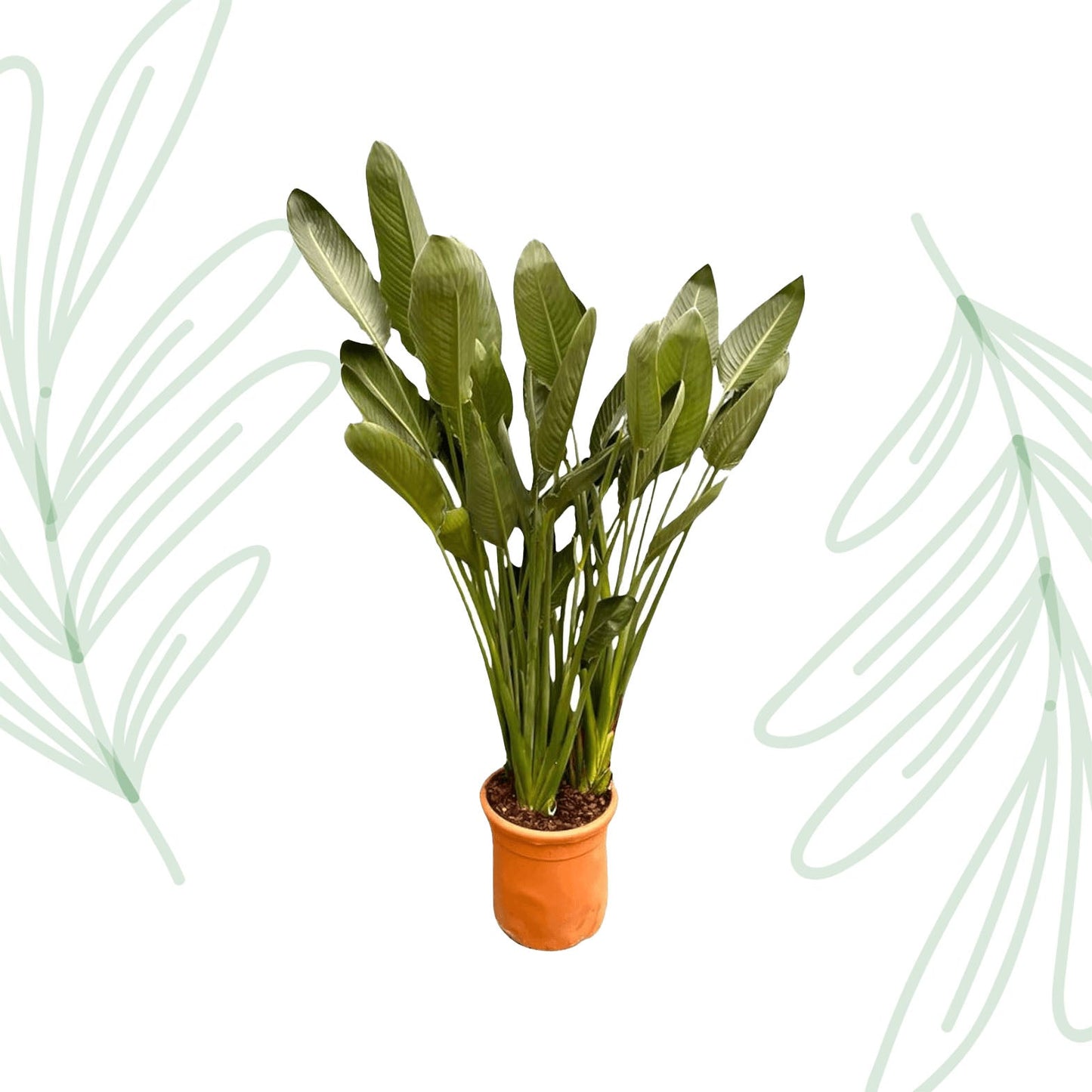 Strelitzia Reginae XXL - 200 cm - Forestbloom
