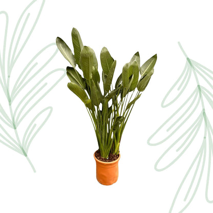 Strelitzia Reginae XXL - 200 cm - Forestbloom