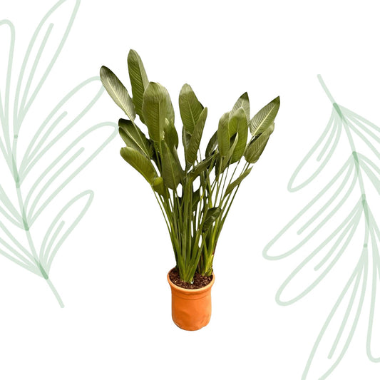 Strelitzia Reginae XXL - 200 cm - Forestbloom