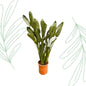 Strelitzia Reginae XXL - 200 cm - Forestbloom